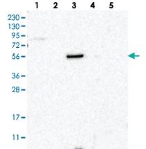 Anti-SCARA5 Rabbit Polyclonal Antibody