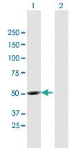 Anti-UBQLNL Mouse Polyclonal Antibody