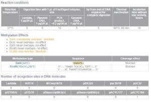 FERMFD0724 - ENZYME FD BCLI 300µL (300RXN)