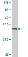 Anti-CDH11 Mouse Polyclonal Antibody