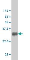 Anti-CHN1 Mouse Monoclonal Antibody [clone: 3F8]