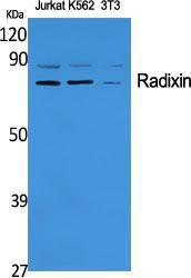 Western blot analysis of various cells using Anti-RDX Antibody