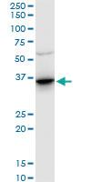 Anti-ANXA2 Mouse Polyclonal Antibody