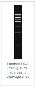 FERMER0721 - ENZYME BCLI 1000 UNITS