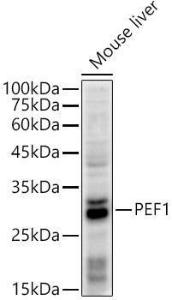 Western blot analysis of extracts of Mouse liver, using Anti-PEF1 Antibody [ARC2886] (A305379) at 1:500 dilution