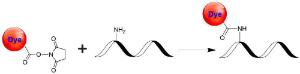 Image for Tide Quencher™ 2WS succinimidyl ester [TQ2WS, SE]