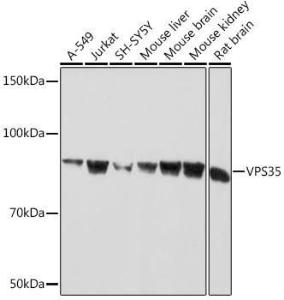 Antibody A309186-100 100 µl