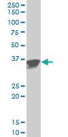 Anti-ANXA2 Mouse Polyclonal Antibody