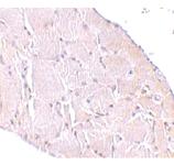 Anti-WNT10A Rabbit Polyclonal Antibody