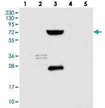 Anti-SHCBP1L Rabbit Polyclonal Antibody