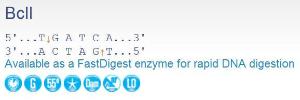 FERMER0721 - ENZYME BCLI 1000 UNITS