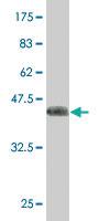 Anti-IFT74 Mouse Polyclonal Antibody