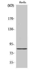 Western blot analysis of HuvEc cells using Anti-RDX Antibody