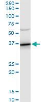 Anti-ANXA2 Mouse Polyclonal Antibody