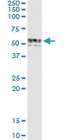 Anti-GIF Mouse Monoclonal Antibody [clone: 1D9]