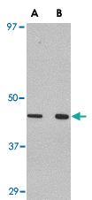 Anti-WNT10A Rabbit Polyclonal Antibody