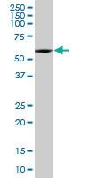 Anti-SESN3 Mouse Polyclonal Antibody