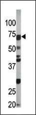 Anti-CDC6 Rabbit Polyclonal Antibody