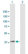 Anti-ANXA2 Mouse Polyclonal Antibody