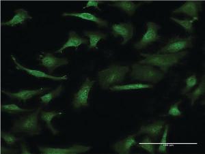 Anti-GIF Mouse Monoclonal Antibody [clone: 1D9]