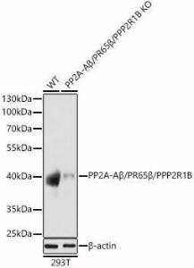 Western blot analysis of extracts from wild type(WT) and PP2A-Abeta/PR65beta/PPP2R1B knockout (KO) hek293T(KO) cells, using Anti-PPP2R1B Antibody (A309187) at 1:1,000 dilution