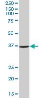 Anti-ANXA2 Mouse Polyclonal Antibody