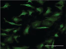 Anti-GIF Mouse Monoclonal Antibody [clone: 1D9]