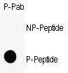 Anti-CDK1 Rabbit Polyclonal Antibody