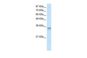 Anti-RNASEH2A Rabbit Polyclonal Antibody