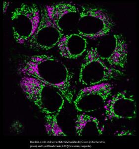 Lysoview 650 and mitoview green