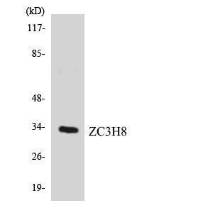 Western blot analysis of the lysates from COLO205 cells using Anti-ZC3H8 Antibody