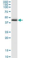 Anti-GJA1 Mouse Monoclonal Antibody [clone: 3E5]