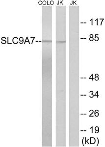 Western blot analysis of lysates from Jurkat and COLO cells using Anti-SLC9A7 Antibody. The right hand lane represents a negative control, where the Antibody is blocked by the immunising peptide