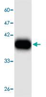 Anti-Japanese encephalitis virus E-D3 Mouse Monoclonal Antibody [clone: 54f6s]