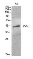 Western blot analysis of extracts from KB cells using Anti-PVR Antibody