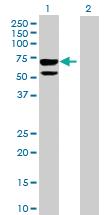 Anti-CLUL1 Mouse Polyclonal Antibody