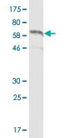 Anti-CDH11 Mouse Monoclonal Antibody [clone: 3C8]