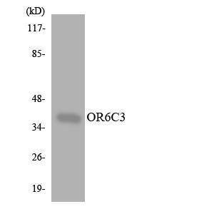 Western blot analysis of the lysates from K562 cells using Anti-OR6C3 Antibody