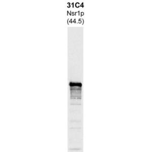 Western blot analysis of whole yeast protein extracts using Anti-Nsr1p Antibody [31C4] (A85288). The band with an apparent SDS-PAGE molecular weight of 44.5 kDa corresponds to Nsr1p