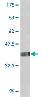 Anti-DBF4B Mouse Polyclonal Antibody