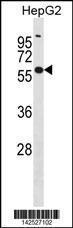 Anti-GLUD2 Rabbit Polyclonal Antibody (Biotin)