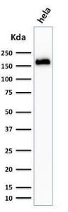 Western blot analysis of HeLa cell lysate using Anti-Podocalyxin Antibody [3D3]