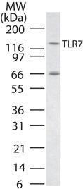 Anti-TLR7 Rabbit Polyclonal Antibody