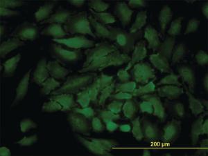 Anti-GJB3 Mouse Monoclonal Antibody [clone: 3B4-1B3]