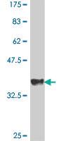 Anti-BHLHE40 Mouse Polyclonal Antibody