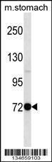 Anti-PAK7 Rabbit Polyclonal Antibody (APC (Allophycocyanin))