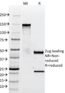 Antibody A248898-100 100 µg