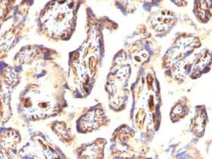 Immunohistochemical analysis of formalin-fixed, paraffin-embedded human placenta using Anti-Podocalyxin Antibody [3D3]