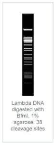 FERMER1162 - ENZYME BFMI 1000 UNITS