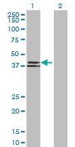 Anti-WNT6 Mouse Polyclonal Antibody